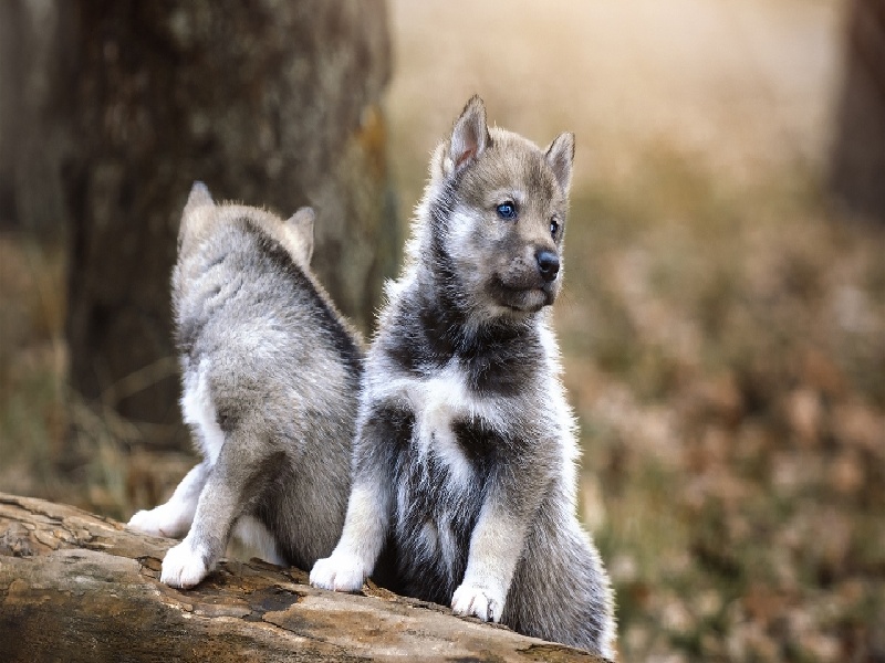 郑州惜缘试管代生机构:怀二胎孕吐反应特大,和孕妇自身以及胎儿都有关